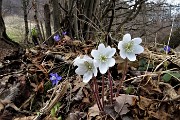 38 Ellebori in fiore